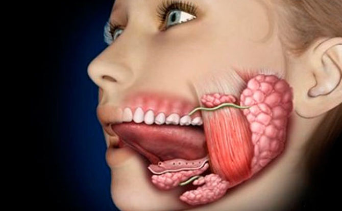 La glándula salival debajo de la lengua se ha inflamado: signos, fotos, causas y tratamiento.