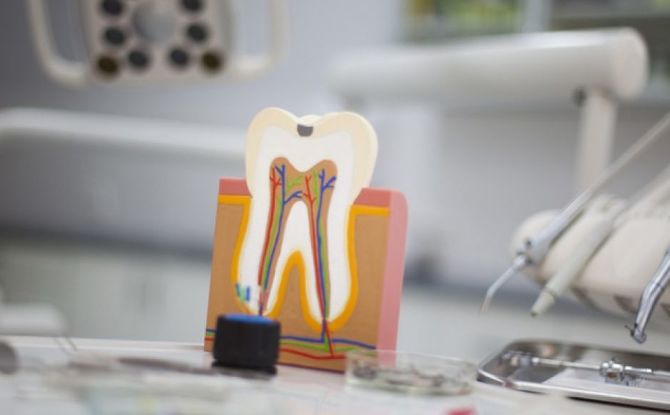 מבנה חיצוני ופנימי של שיניים אנושיות: תיאור, תרשים, צילום חתך