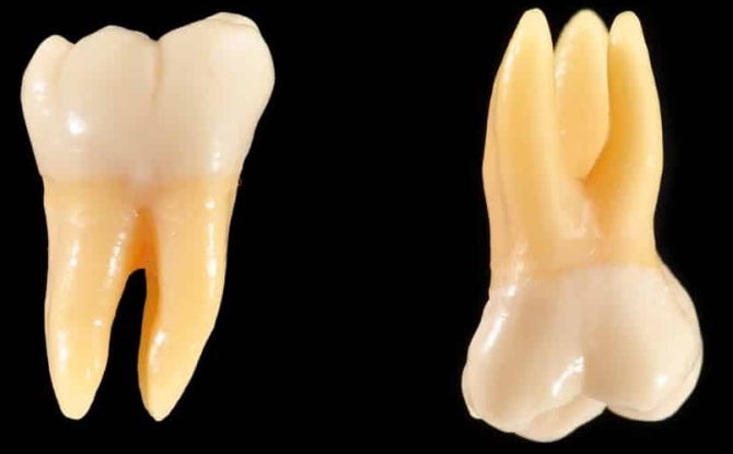 Lo que los dientes se llaman molares y premolares, características anatómicas