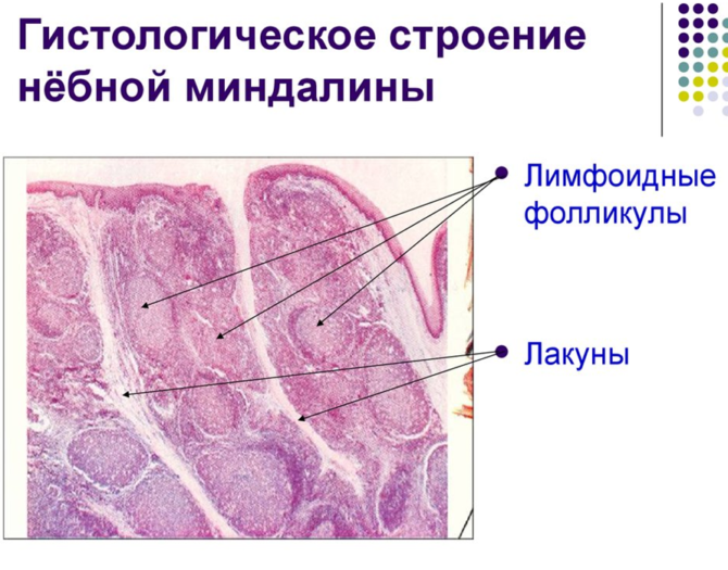 Histologisk struktur av mandlene