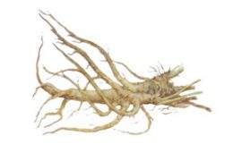 Celandine root