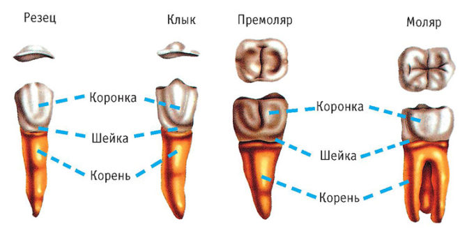 Roots of incisors, fangs, premolars and molars