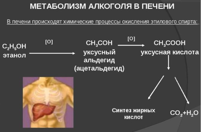 Alcohol metabolism in the liver