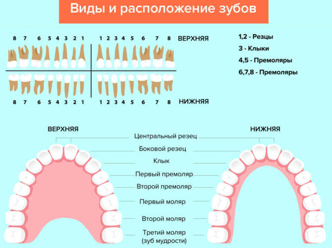 Nummerering og plassering av tenner
