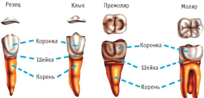 Distinctive features of different types of teeth