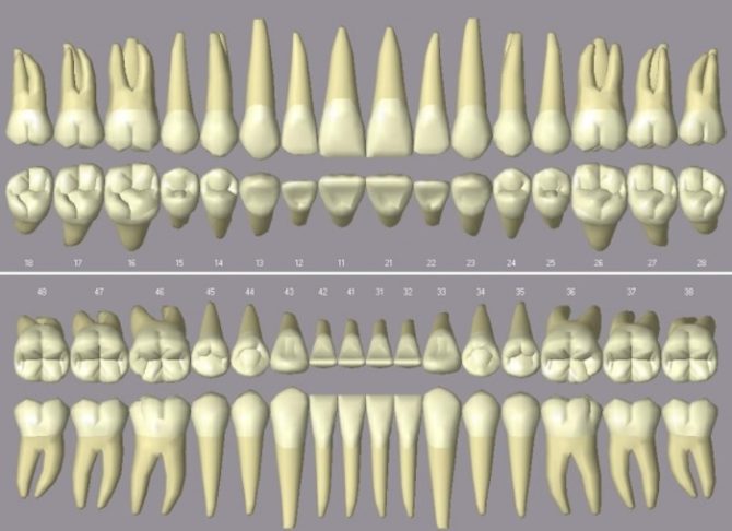 Differences in the structure of the upper and lower teeth