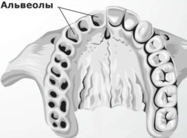 La posizione degli alveoli in bocca