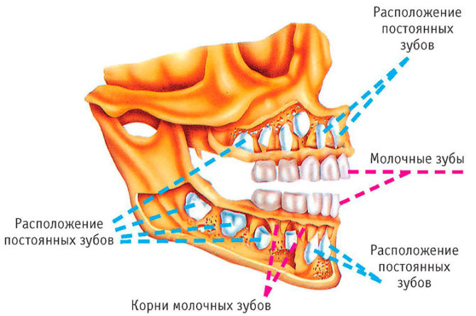 Pirminių dantų vieta ir nuolatinių dantų užuomazgos