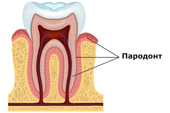 Emplacement parodontal