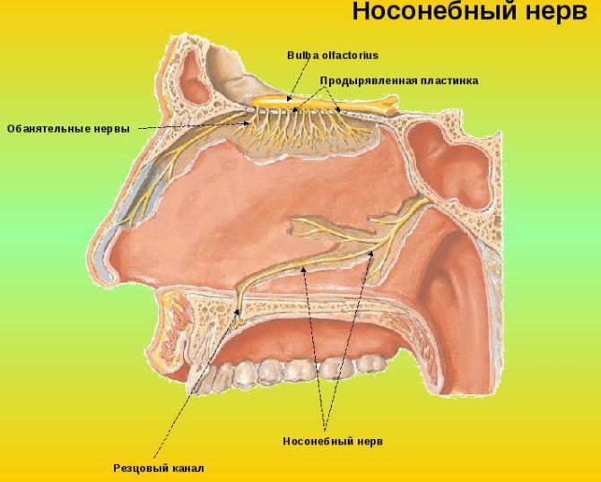 Umístění incisálních kanálů a nosního nervu palatina