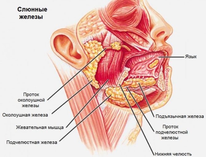 A localização das glândulas salivares