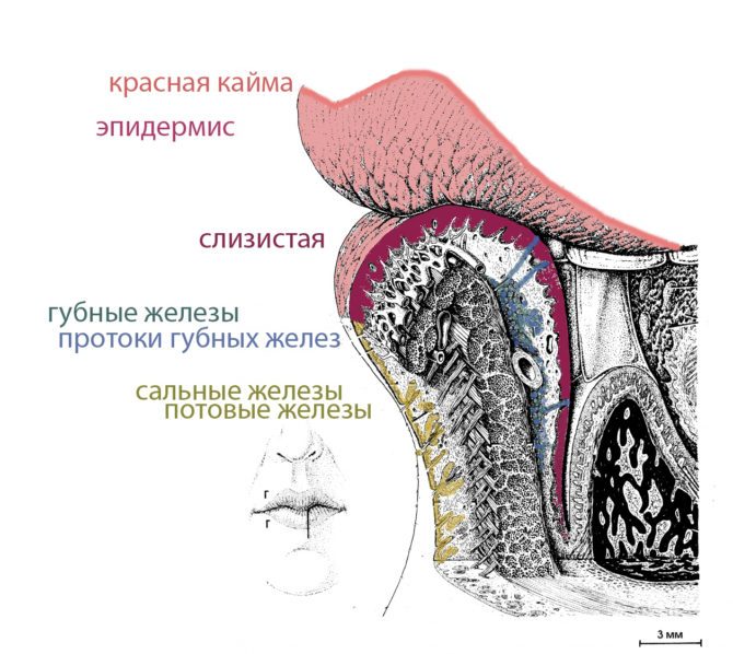 Schéma du dispositif des lèvres humaines