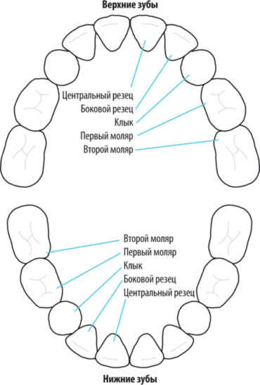 Schéma du nom des dents primaires en dentisterie