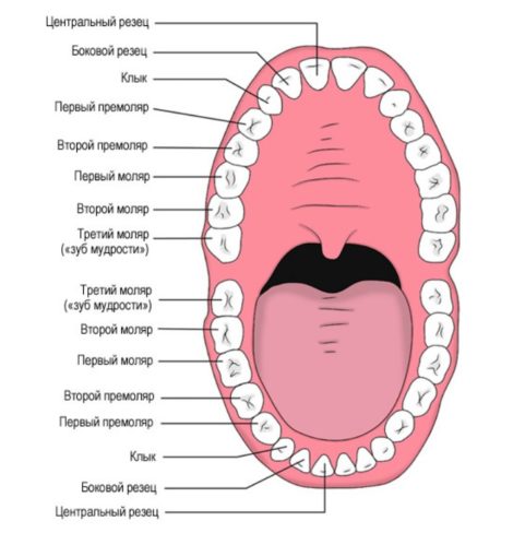 مخطط أسماء الأسنان في طب الأسنان