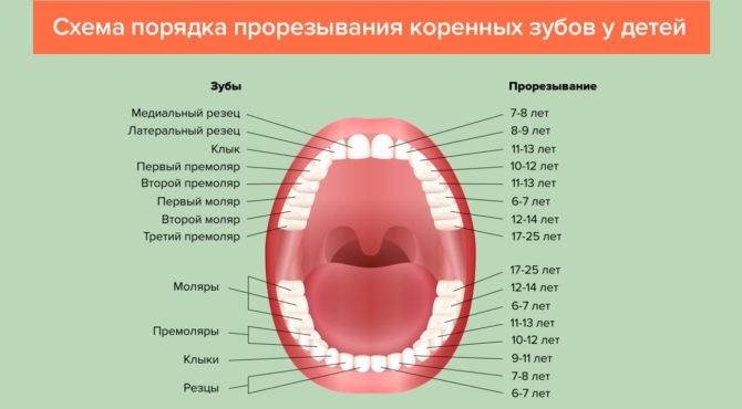 Mô hình mọc răng