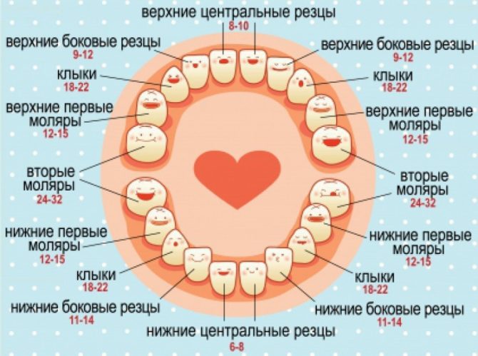 Secuencia decimal de crecimiento de los dientes primarios.