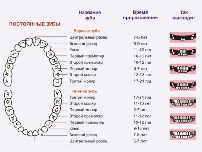 Schéma výskytu trvalých zubů