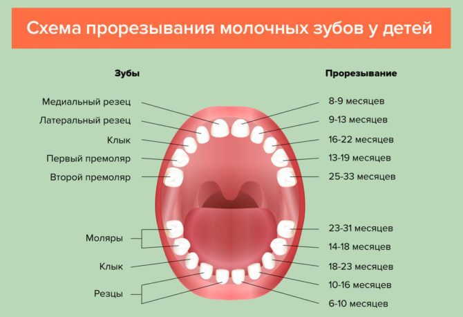 El esquema de dentición en niños