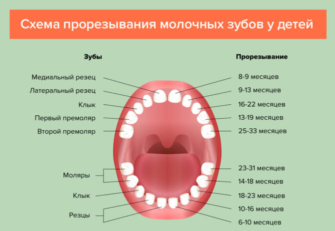 Dantų diegimo schema vaikams