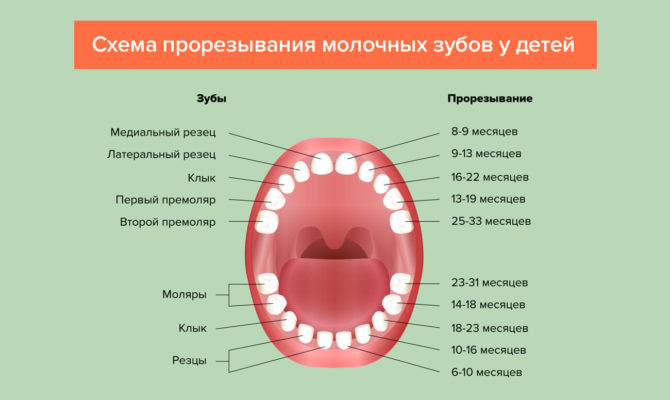 Dantų diegimo schema vaikams