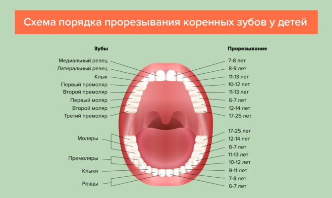 Schema di dentizione per denti permanenti nei bambini