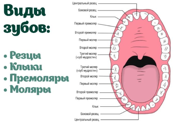 Rozložení zubu