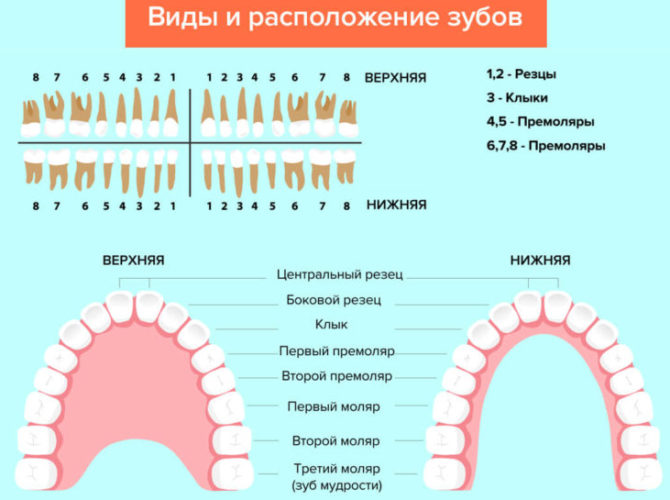פריסת השיניים בבני אדם