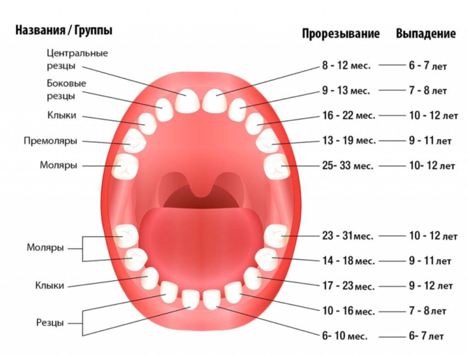 Schema pentru schimbarea dinților de lapte în permanență