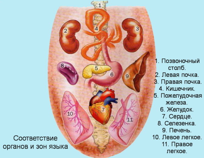 Correspondencia de órganos y zonas de la lengua.