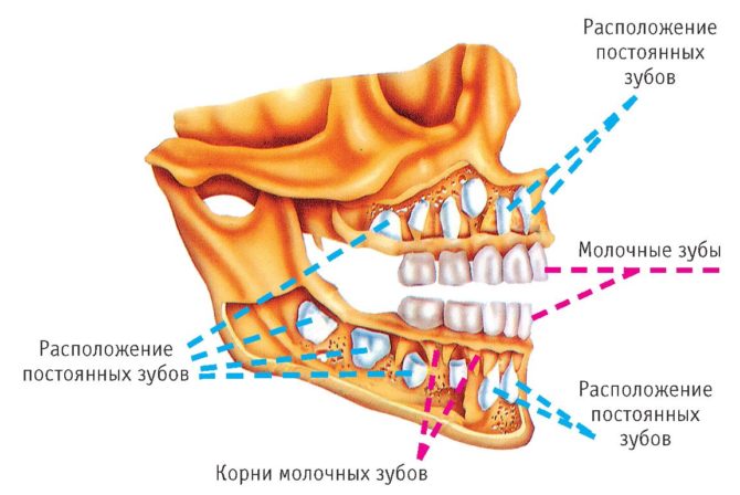 La estructura de la dentición infantil.