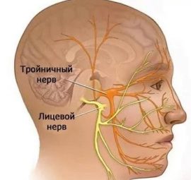 La estructura del nervio facial.