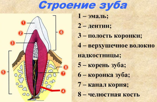 Štruktúra zubov