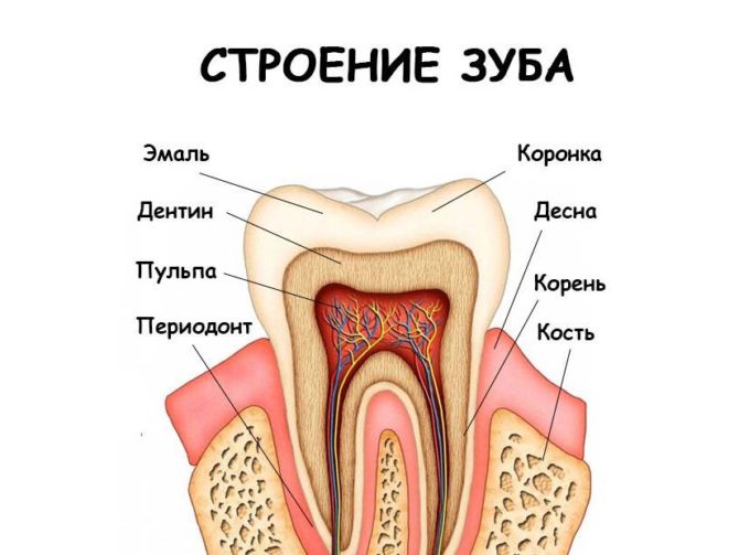 Structure des dents