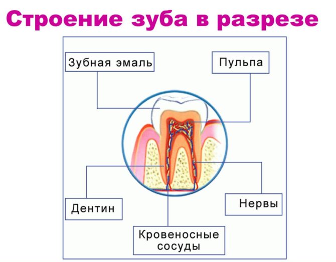 La structure de la dent dans le contexte