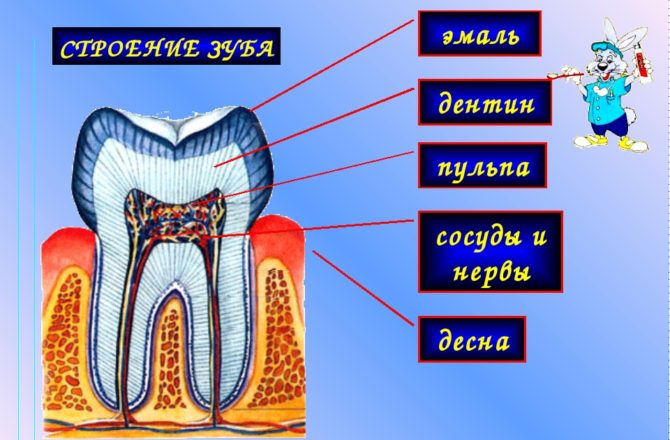 Struktur gigi dalam konteks