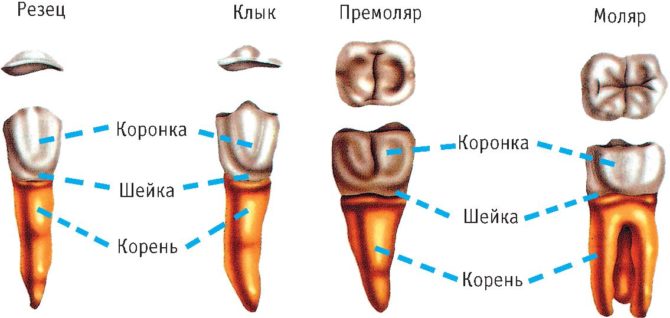 מבנה שיניים