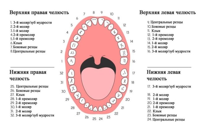Sistem universal de numerotare a dinților