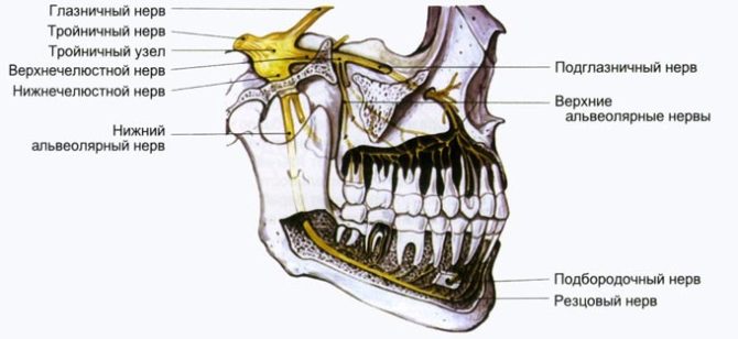 Branches of the trigeminal nerve