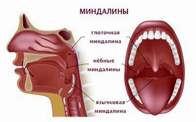 Types and location of tonsils in the throat