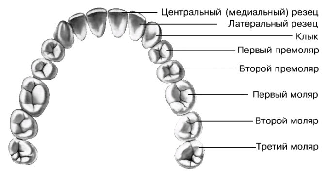 Tipi di denti umani permanenti