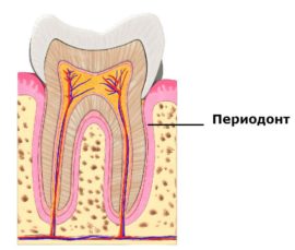 Location and anatomical structure of periodontal
