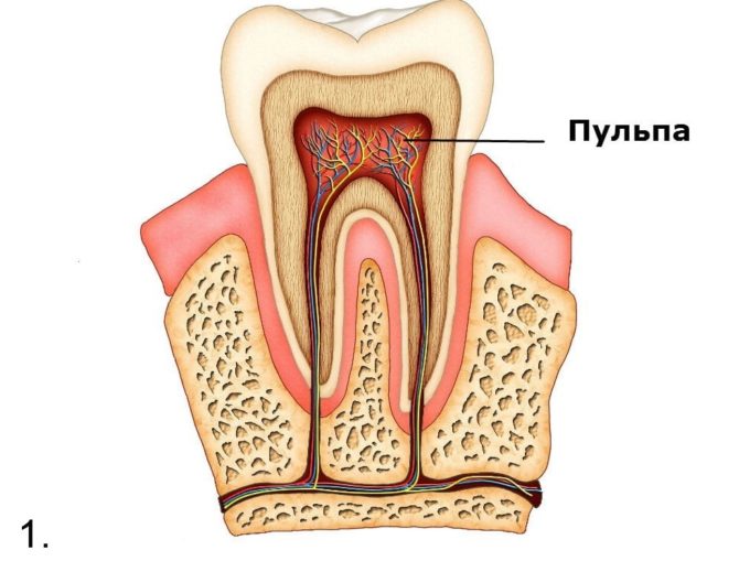 The structure and location of the tooth pulp